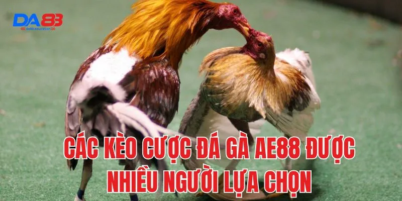 Các kèo cược đá gà AE88 được nhiều người lựa chọn