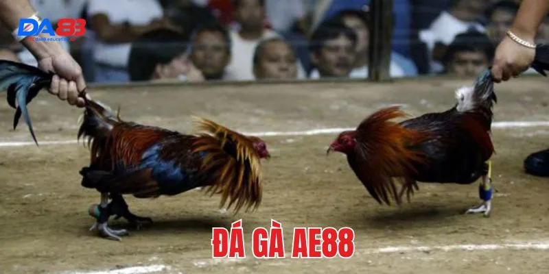 đá gà ae888