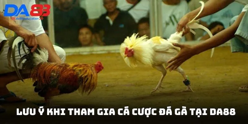Lưu ý quan trọng khi tham gia cá cược đá gà tại DA88