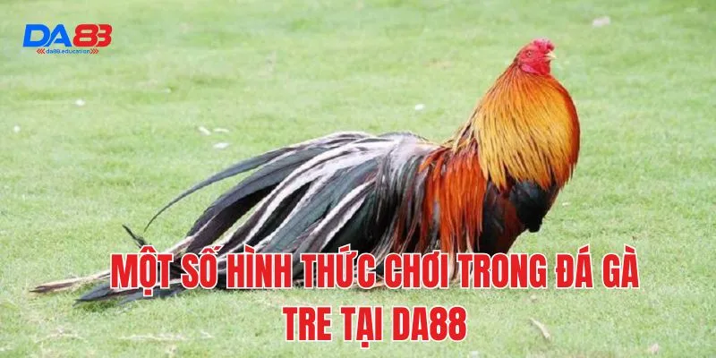 Một số hình thức chơi trong đá gà tre tại DA88