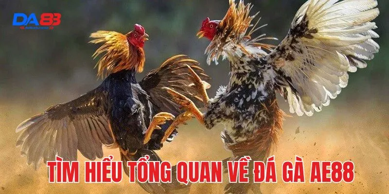 Tìm hiểu tổng quan về đá gà AE88
